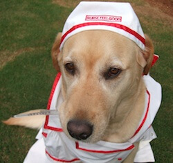 zimmy dog nurse costume